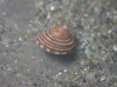 Calliostoma