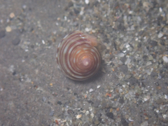 Calliostoma