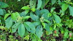 Psychotria