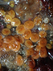 Metandrocarpa taylori