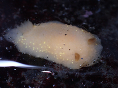 Cadlina modesta
