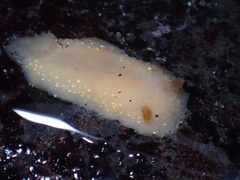 Cadlina modesta