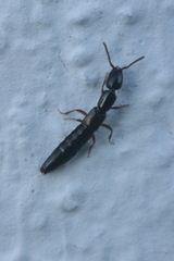 Staphylinidae