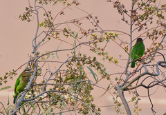 Psilopogon viridis