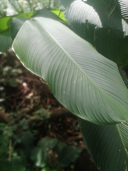 Calathea