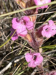 Harveya pauciflora