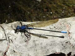 Argia terira