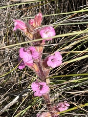 Harveya pauciflora