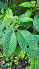 Psychotria
