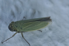 Cicadella viridis
