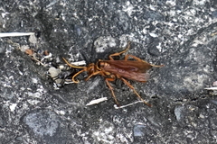 Batozonellus annulatus