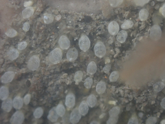 Pycnoclavella stanleyi