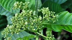 Psychotria