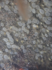 Pycnoclavella stanleyi