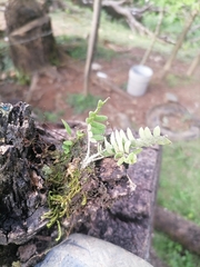 Pleopeltis polypodioides