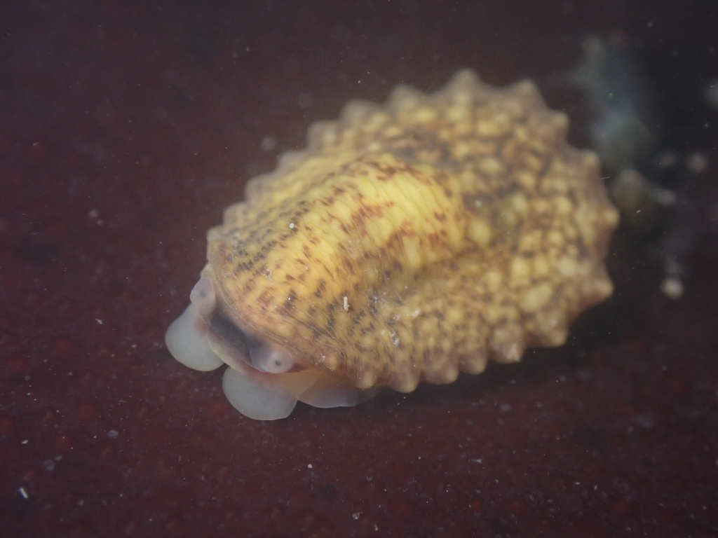 Onchidella carpenteri