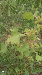 Xanthium orientale