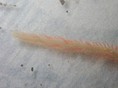 Phyllodocidae
