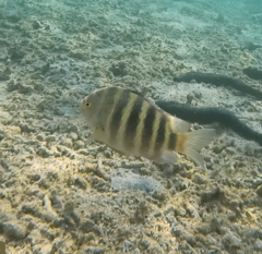 Abudefduf septemfasciatus