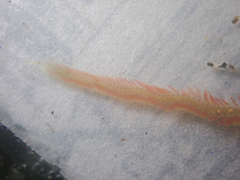Phyllodocidae