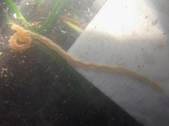 Phyllodocidae