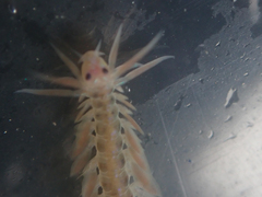 Phyllodocidae