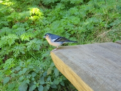 Fringilla coelebs canariensis