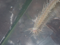 Phyllodocidae