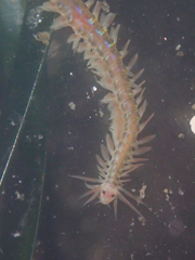 Phyllodocidae