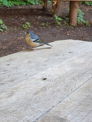 Fringilla coelebs canariensis