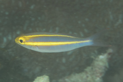 Pentapodus komodoensis