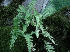 Polypodium vulgare