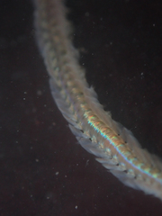 Phyllodocidae