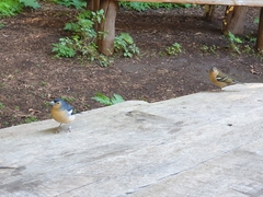 Fringilla coelebs canariensis