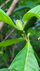 Psychotria