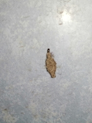 Phereoeca