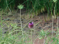 Bombus bellicosus