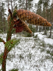 Picea × fennica