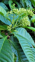 Psychotria