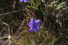 Agrostocrinum hirsutum