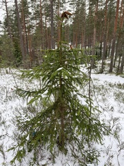 Picea × fennica