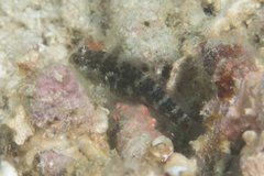 Asterropteryx semipunctata