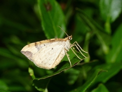 Eulithis populata