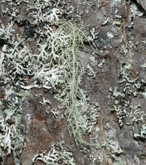Usnea dasopoga