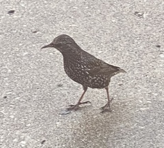 Sturnus vulgaris