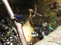 Argia terira