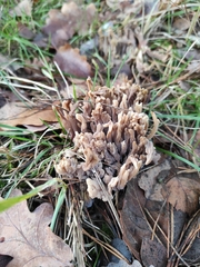Clavulina cinerea
