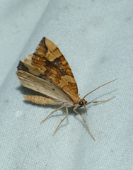 Eulithis populata