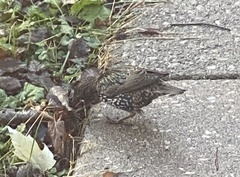 Sturnus vulgaris