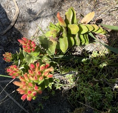 Crassula coccinea